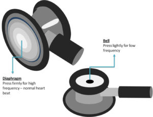 diaphragm or bell of stethoscope