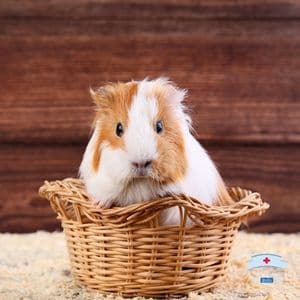 Guinea Pigs