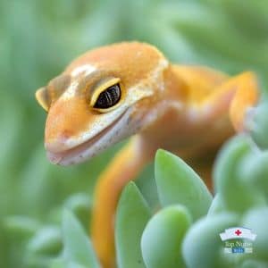 Leopard Gecko